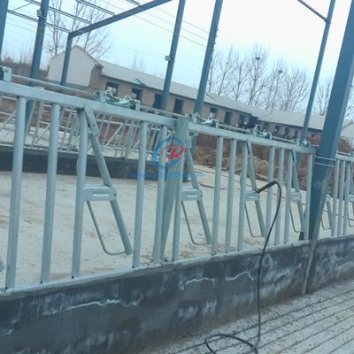 Estrutura de aço resistente Gabinete de vacas Contemporâneo Estaleiros de aço