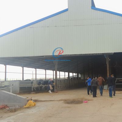 Estrutura de aço de ventilação natural Abrigo de vacas Estrutura de aço confortável Abrigo de gado